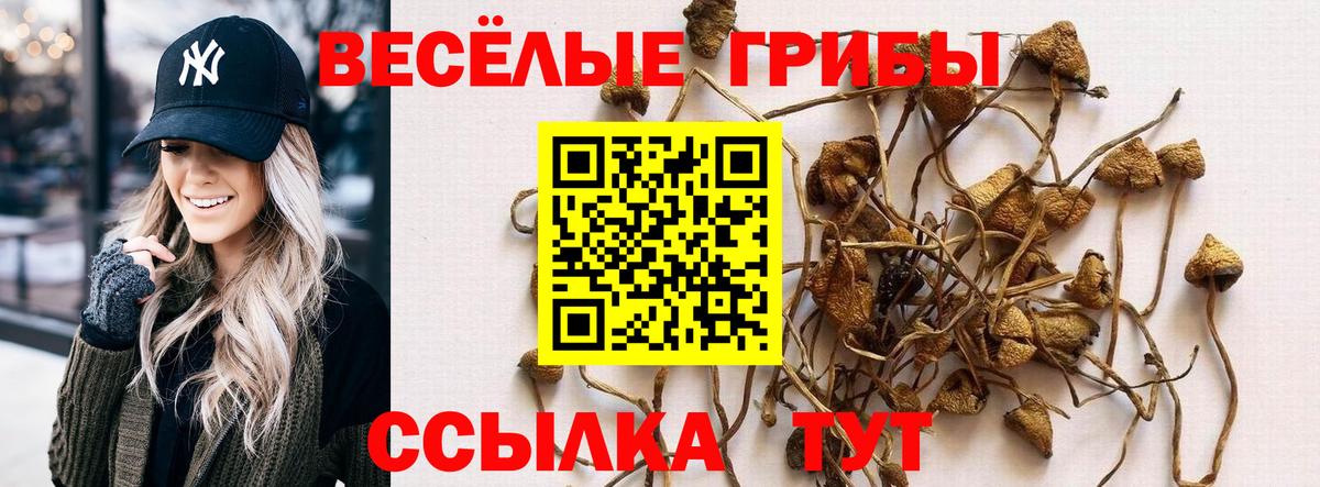 Псилоцибиновые грибы Cubensis Санкт-Петербург